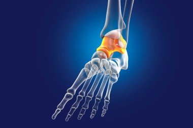 Ayak Talus kemiği, astragalus veya ayak bileği kemiği, tarsal ayak kemiklerinden biri. İnsan ayağı anatomisi. 3B illüstrasyon