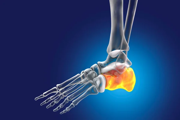 Calcaneus bone of the foot. Heel bone, the largest of the tarsal bones in the foot. Human foot anatomy. 3D illustration