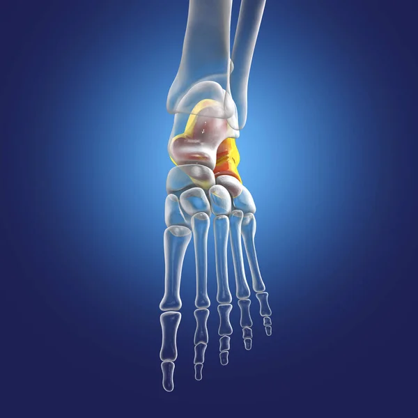 Calcaneus bone of the foot. Heel bone, the largest of the tarsal bones in the foot. Human foot anatomy. 3D illustration