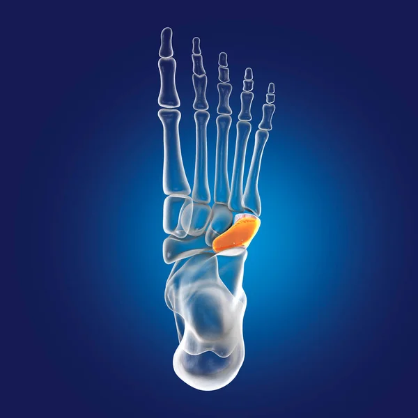 Cuboid bone of the foot, one of the tarsal foot bones. Human foot anatomy. 3D illustration