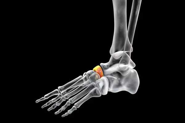 Navicular Bone Foot One Tarsal Foot Bones Human Foot Anatomy — Stock Photo, Image