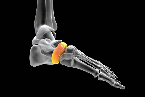 Navicular Bone Foot One Tarsal Foot Bones Human Foot Anatomy — Φωτογραφία Αρχείου