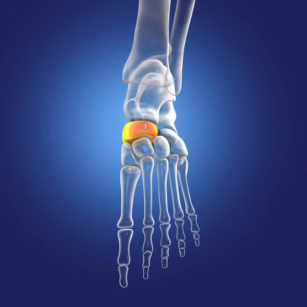 Navicular bone of the foot, one of the tarsal foot bones. Human foot anatomy. 3D illustration