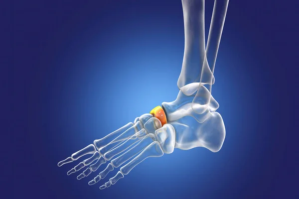 Navicular Bone Foot One Tarsal Foot Bones Human Foot Anatomy — Φωτογραφία Αρχείου