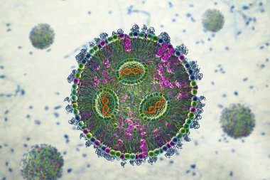 Lipid nanoparticle mRNA vaccine used against Covid-19 and influenza. 3D illustration showing cross-section of lipid nanoparticle carrying mRNA of the virus (orange)