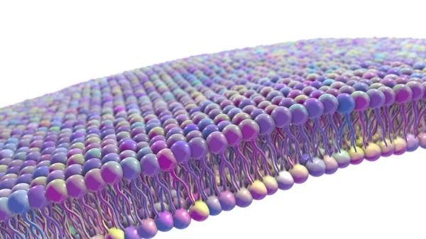 Cell Membrane Phospholipid Bilayer Scientific Illustration — Foto Stock
