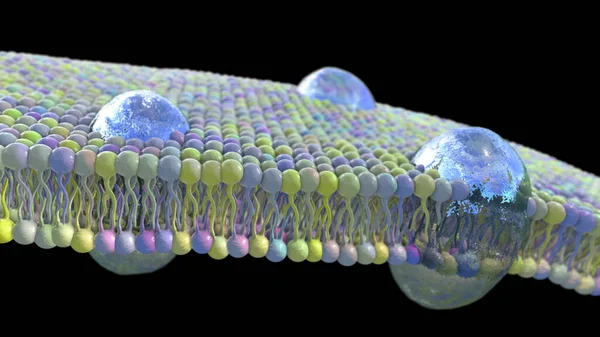 Cell Membrane Phospholipid Bilayer Scientific Illustration — Photo