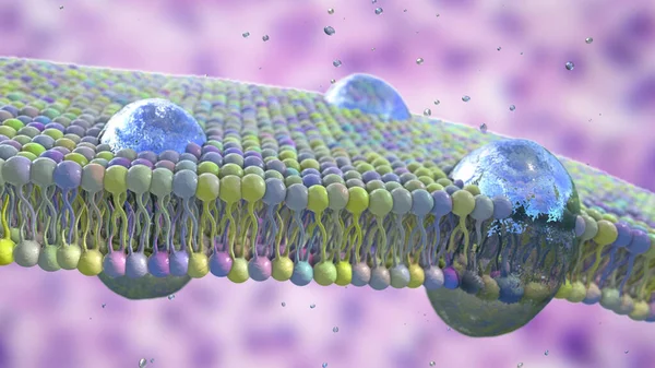 Cell membrane, phospholipid bilayer, scientific 3D illustration