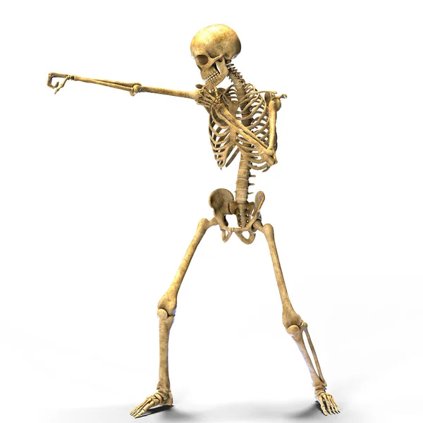 Anatomia Esporte Boxe Ilustração Esqueleto Humano Posição Boxe Mostrando Atividade — Fotografia de Stock
