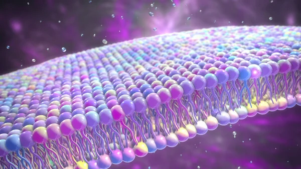 Cell Membrane Phospholipid Bilayer Scientific Illustration —  Fotos de Stock