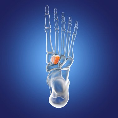 Intermediate (second, wedge-shaped) cuneiform bone of the foot, also known as the middle cuneiform bone. Human foot anatomy. 3D illustration