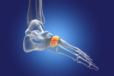 Intermediate (second, wedge-shaped) cuneiform bone of the foot, also known as the middle cuneiform bone. Human foot anatomy. 3D illustration