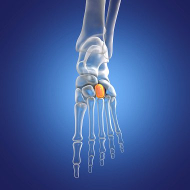 Lateral (third) cuneiform bone of the foot. Human foot anatomy. 3D illustration