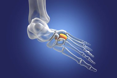 Lateral (third) cuneiform bone of the foot. Human foot anatomy. 3D illustration
