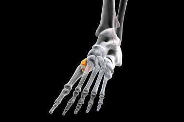 Medial (first) cuneiform bone of the foot, the largest of the cuneiforms. Human foot anatomy. 3D illustration