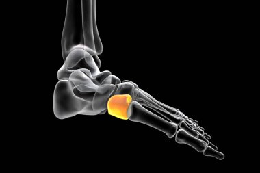 Medial (first) cuneiform bone of the foot, the largest of the cuneiforms. Human foot anatomy. 3D illustration