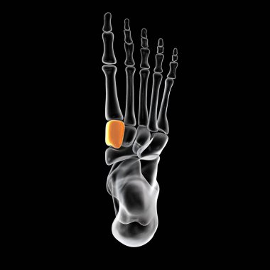 Medial (first) cuneiform bone of the foot, the largest of the cuneiforms. Human foot anatomy. 3D illustration