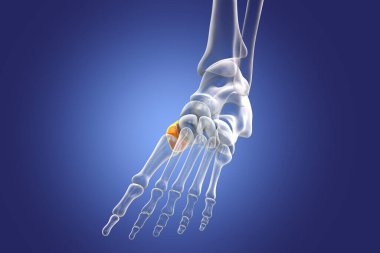 Medial (first) cuneiform bone of the foot, the largest of the cuneiforms. Human foot anatomy. 3D illustration