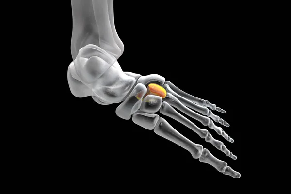 Lateral Third Cuneiform Bone Foot Human Foot Anatomy Illustration — 图库照片