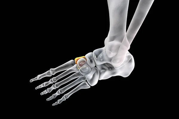 Medial First Cuneiform Bone Foot Largest Cuneiforms Human Foot Anatomy — ストック写真