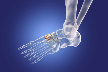 Medial (first) cuneiform bone of the foot, the largest of the cuneiforms. Human foot anatomy. 3D illustration