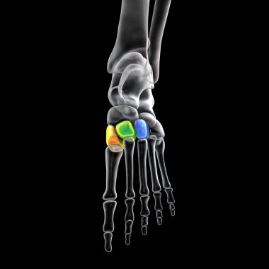 Cuneiform bones of the foot. Human foot anatomy. 3D illustration. Medial cuneiform (orange), intermediate (green), and lateral cuneiforms (blue)
