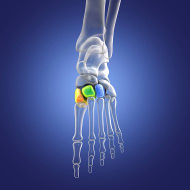 Cuneiform bones of the foot. Human foot anatomy. 3D illustration. Medial cuneiform (orange), intermediate (green), and lateral cuneiforms (blue)
