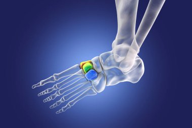 Cuneiform bones of the foot. Human foot anatomy. 3D illustration. Medial cuneiform (orange), intermediate (green), and lateral cuneiforms (blue)