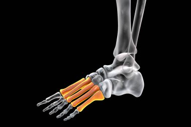 Metatarsal bones of the foot. Human foot anatomy. 3D illustration