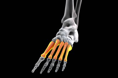 Metatarsal bones of the foot. Human foot anatomy. 3D illustration