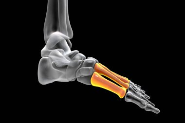 Metatarsal bones of the foot. Human foot anatomy. 3D illustration
