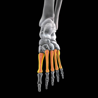 Metatarsal bones of the foot. Human foot anatomy. 3D illustration