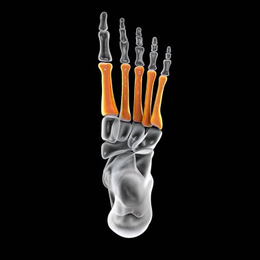 Metatarsal bones of the foot. Human foot anatomy. 3D illustration