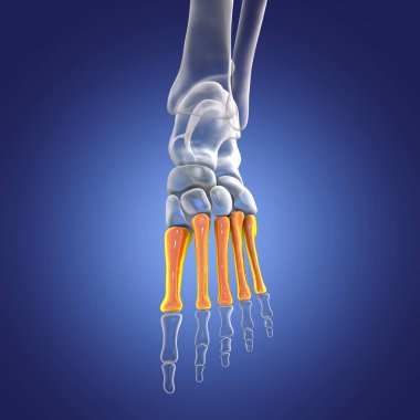 Metatarsal bones of the foot. Human foot anatomy. 3D illustration