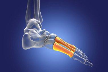 Metatarsal bones of the foot. Human foot anatomy. 3D illustration