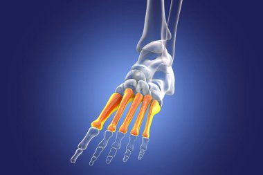Metatarsal bones of the foot. Human foot anatomy. 3D illustration