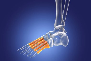 Metatarsal bones of the foot. Human foot anatomy. 3D illustration