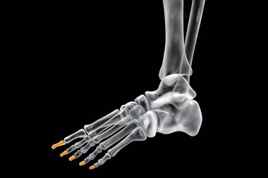 Distal phalanges of the foot. Human foot anatomy. Foot bones. 3D illustration