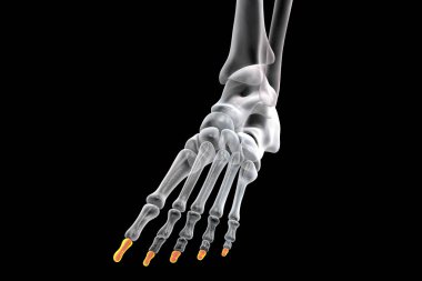 Distal phalanges of the foot. Human foot anatomy. Foot bones. 3D illustration