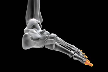 Distal phalanges of the foot. Human foot anatomy. Foot bones. 3D illustration
