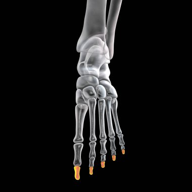 Distal phalanges of the foot. Human foot anatomy. Foot bones. 3D illustration