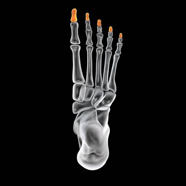 Distal phalanges of the foot. Human foot anatomy. Foot bones. 3D illustration