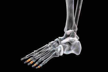 Middle phalanges of the foot. Human foot anatomy. Foot bones. 3D illustration
