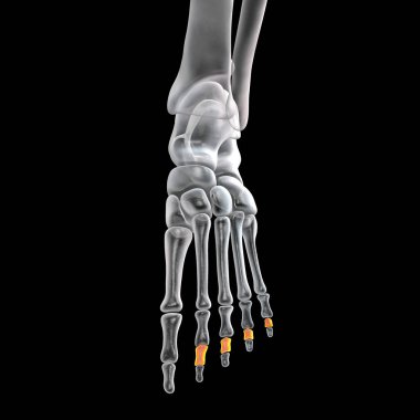 Middle phalanges of the foot. Human foot anatomy. Foot bones. 3D illustration