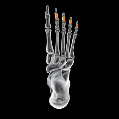 Middle phalanges of the foot. Human foot anatomy. Foot bones. 3D illustration