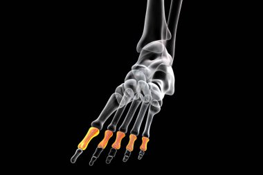 Proximal phalanges of the foot. Human foot anatomy. Foot bones. 3D illustration