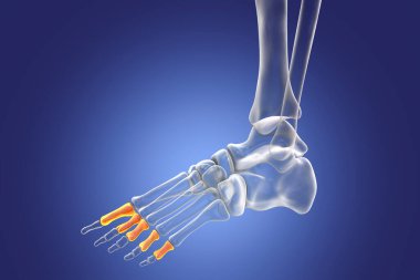 Proximal phalanges of the foot. Human foot anatomy. Foot bones. 3D illustration