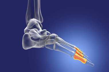Proximal phalanges of the foot. Human foot anatomy. Foot bones. 3D illustration