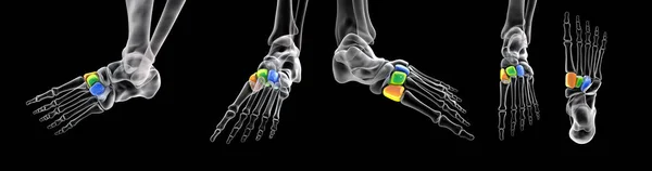 Cuneiform bones of the foot. Human foot anatomy. 3D illustration. Medial cuneiform (orange), intermediate (green), and lateral cuneiforms (blue). Set of images in different projections