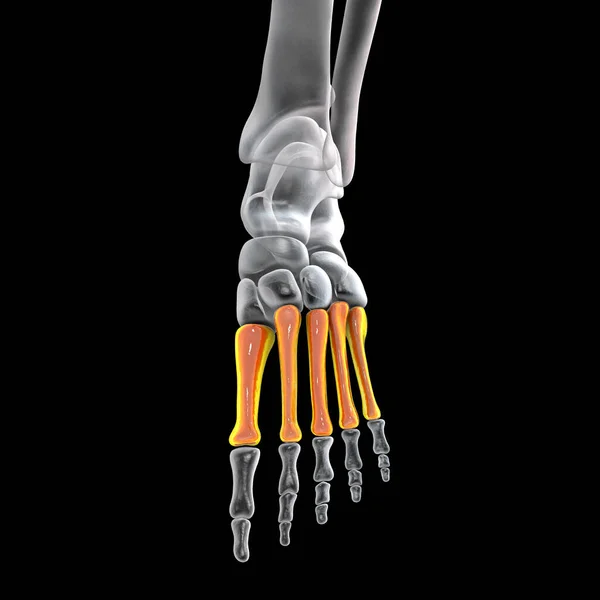 Metatarsal Bones Foot Human Foot Anatomy Illustration — 图库照片